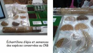 Echantillons d'especes conservees au CRB