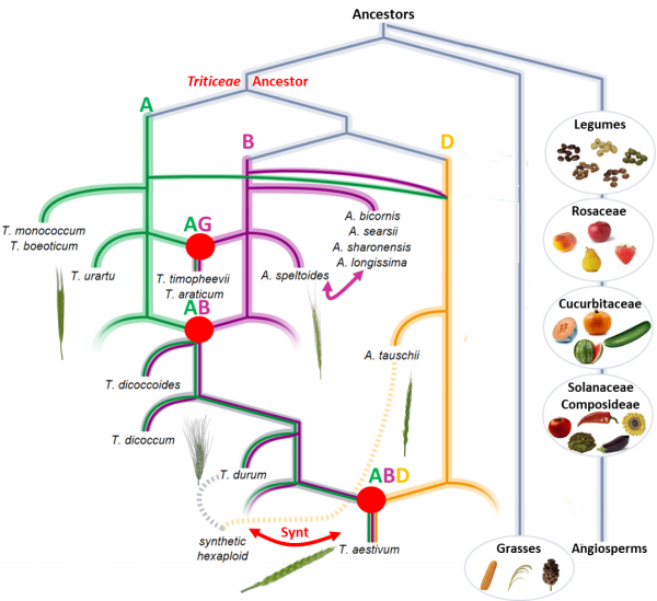 Evolutionary model of the modern bread wheat genome