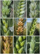 Diversité blé tendre